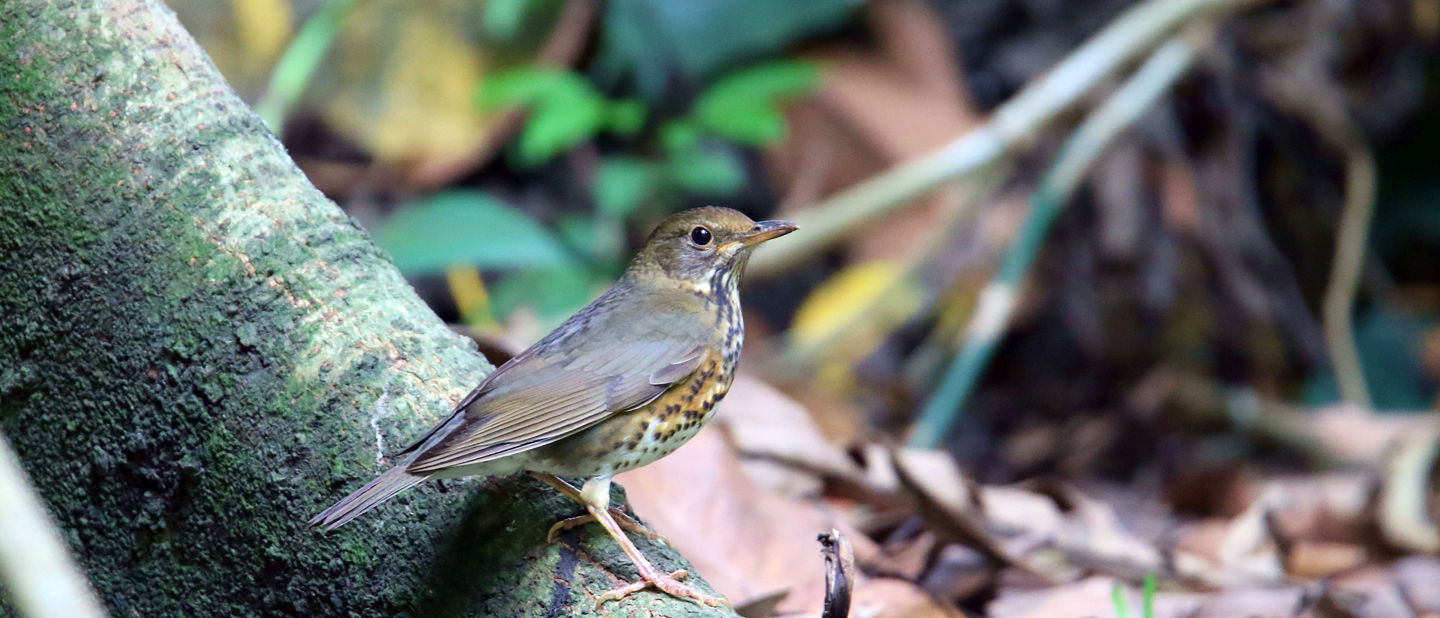 Image of Janpanese Thrush