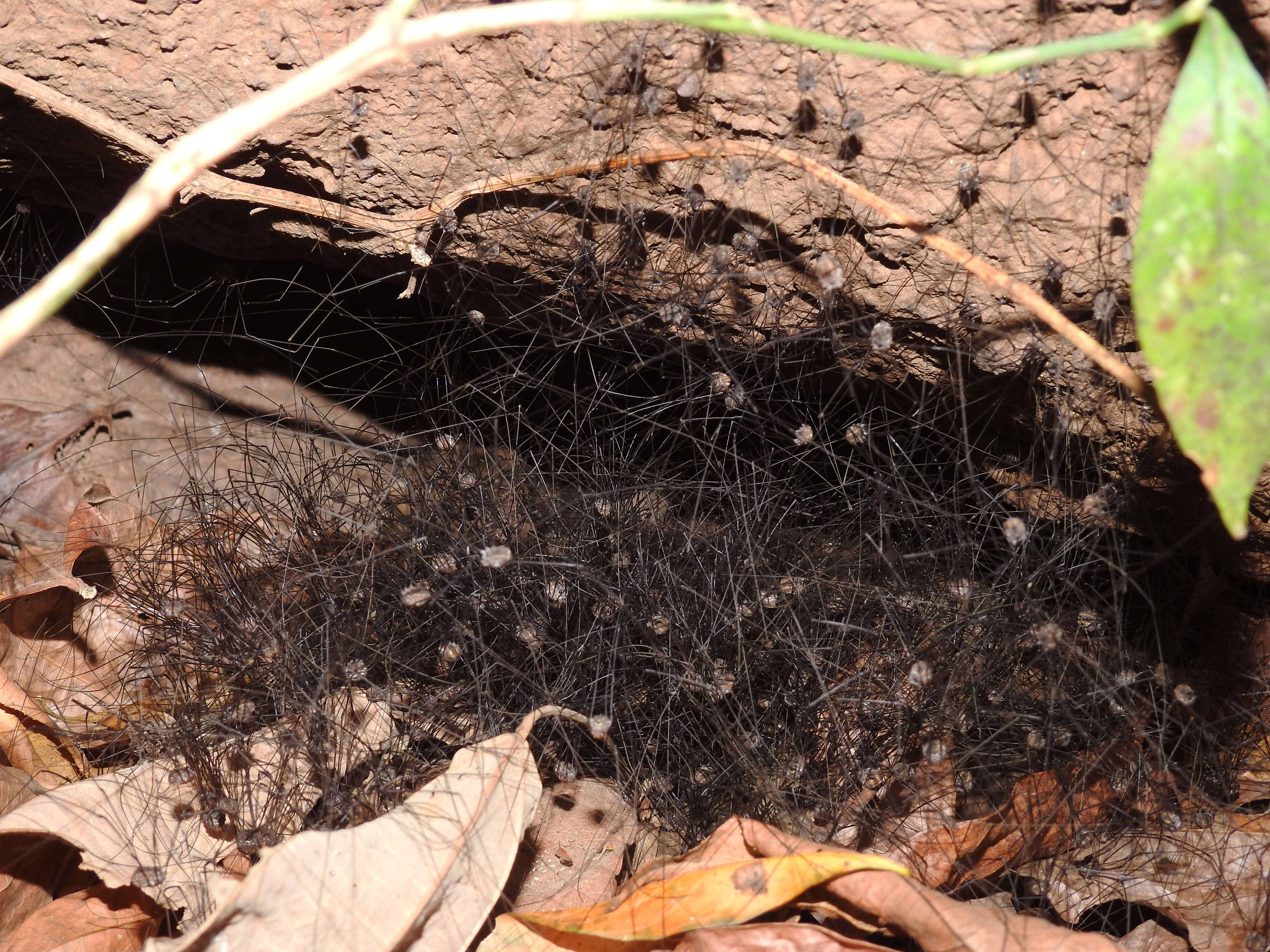 Image of Cellar spider