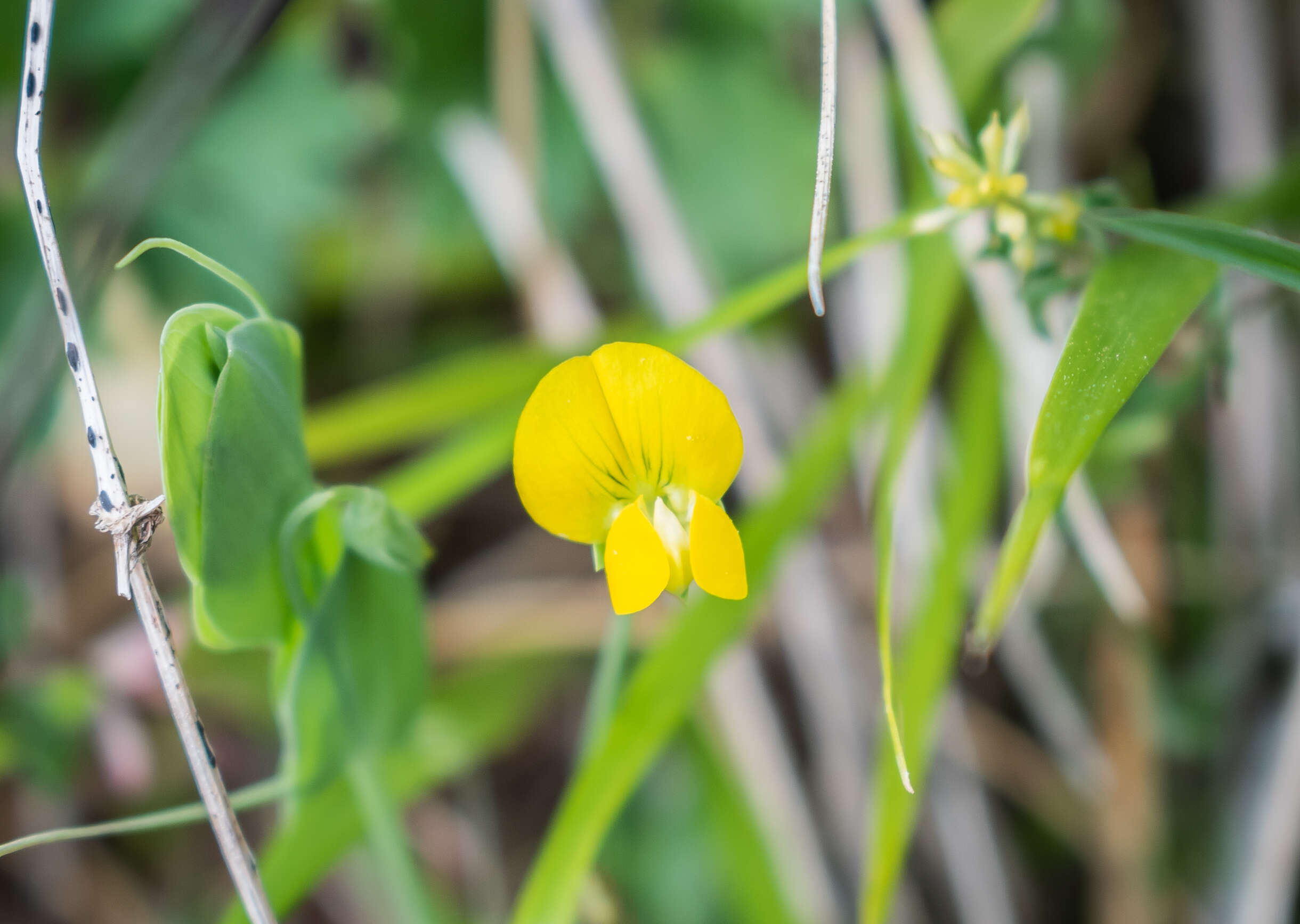 Image of yellow pea