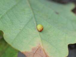 Image of Red-pea gall