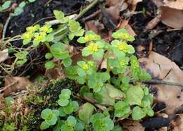 Plancia ëd Chrysosplenium oppositifolium L.