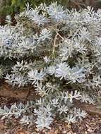 صورة Eremophila glabra (R. Br.) Ostenf.