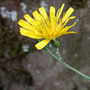 Image of Hieracium pellucidum Laest.