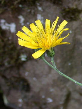 Image of Hieracium pellucidum Laest.