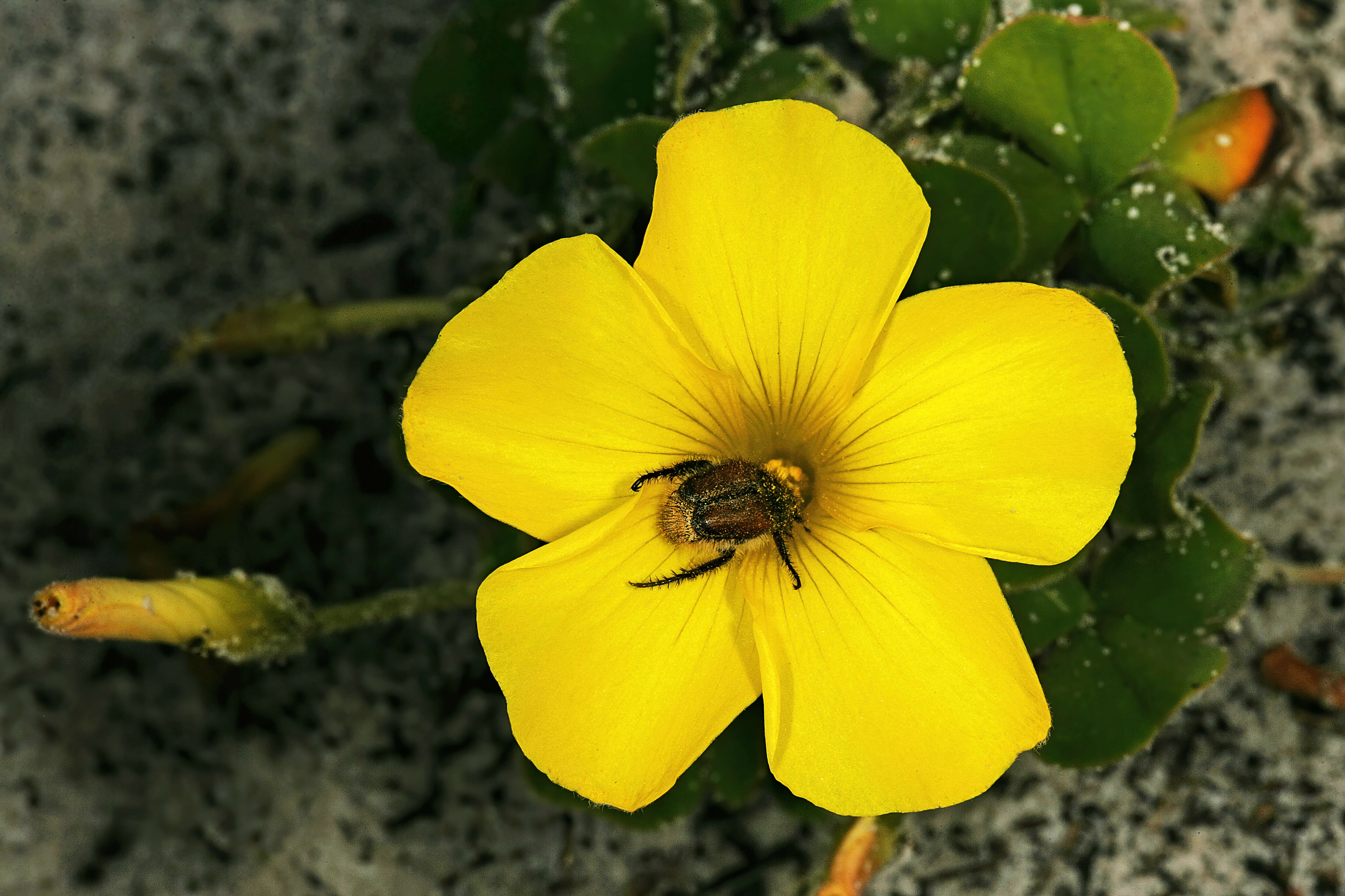 Image of Oxalis luteola Jacq.