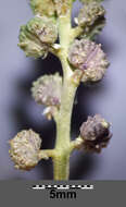 Image of Creeping Watercress