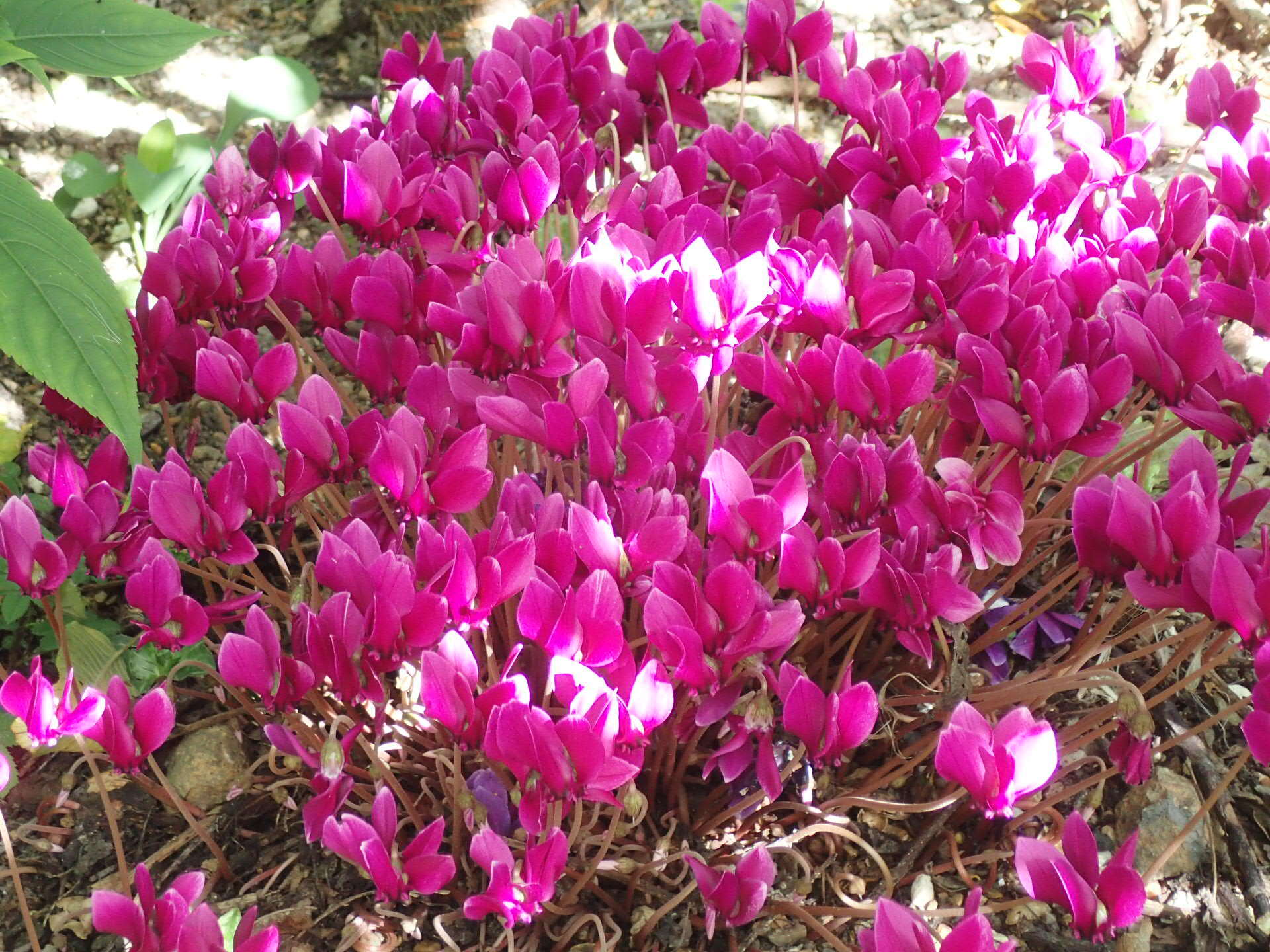 Слика од Cyclamen hederifolium Aiton