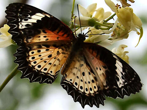 Image of Cethosia cyane Drury 1770