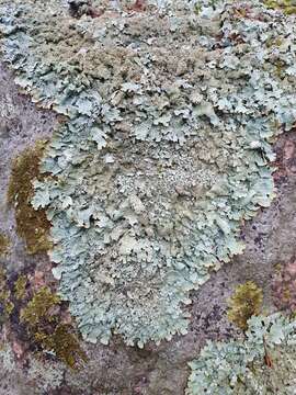 Image of shield lichen