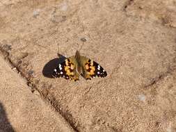 Image of Vanessa cardui