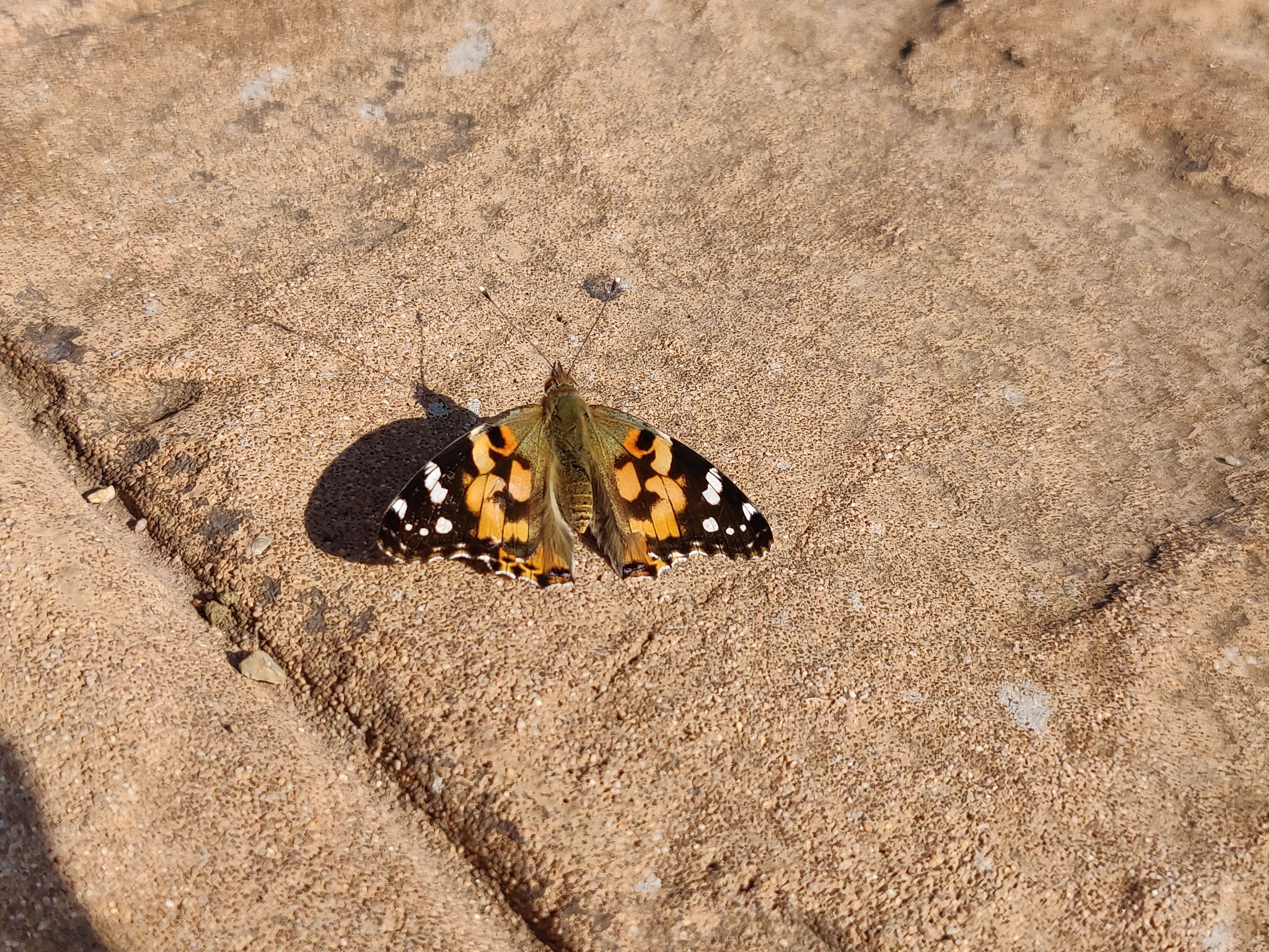 Image of Vanessa cardui