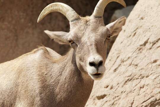 Image of Desert bighorn sheep