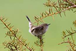 Image of Grey Gerygone