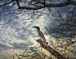 Image of African Grey Hornbill