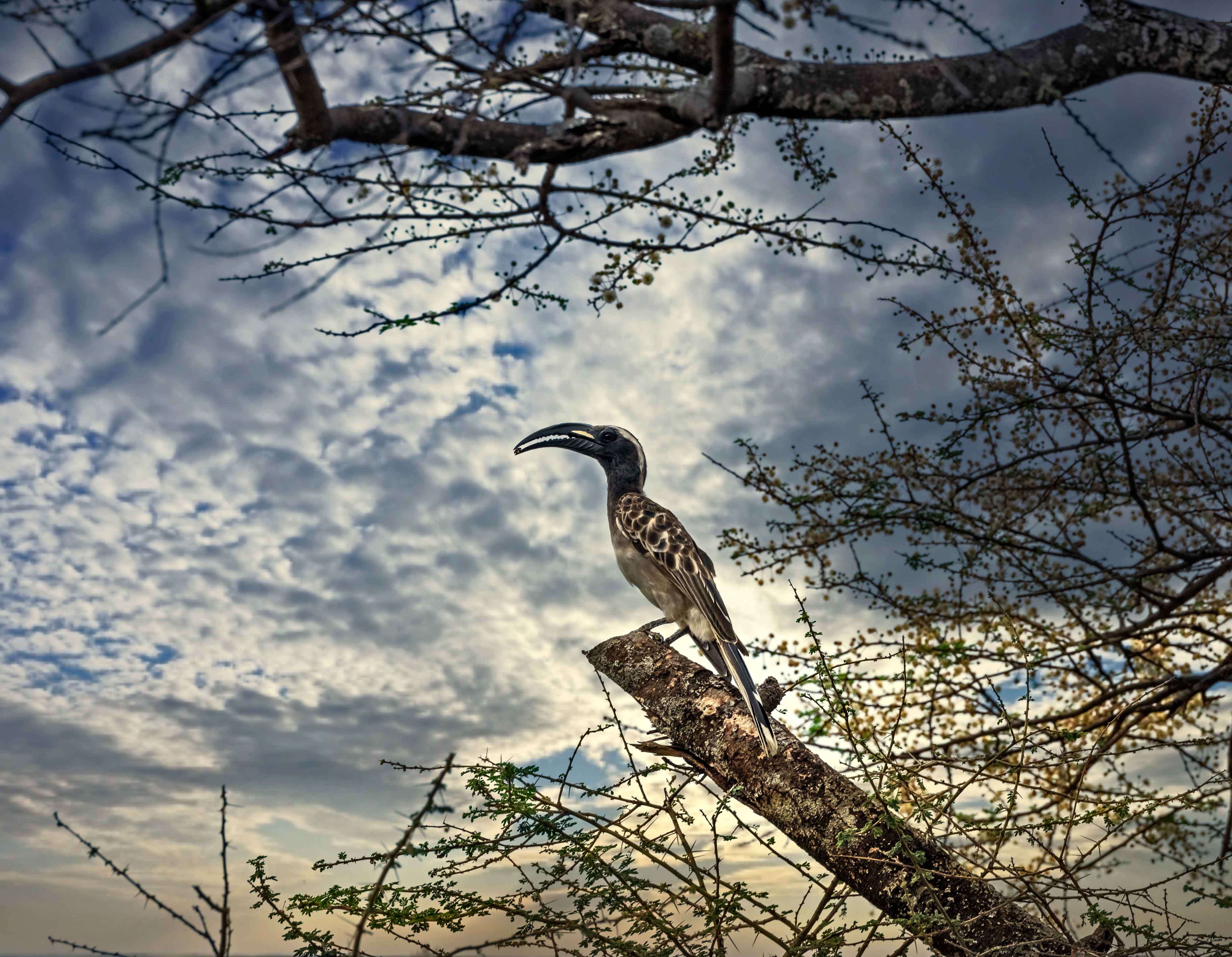 Image of African Grey Hornbill