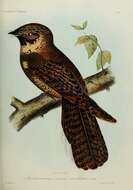 Image of Silky-tailed Nightjar