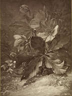 Image of black hellebore