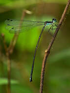 Image of Melanoneura bilineata Fraser 1922