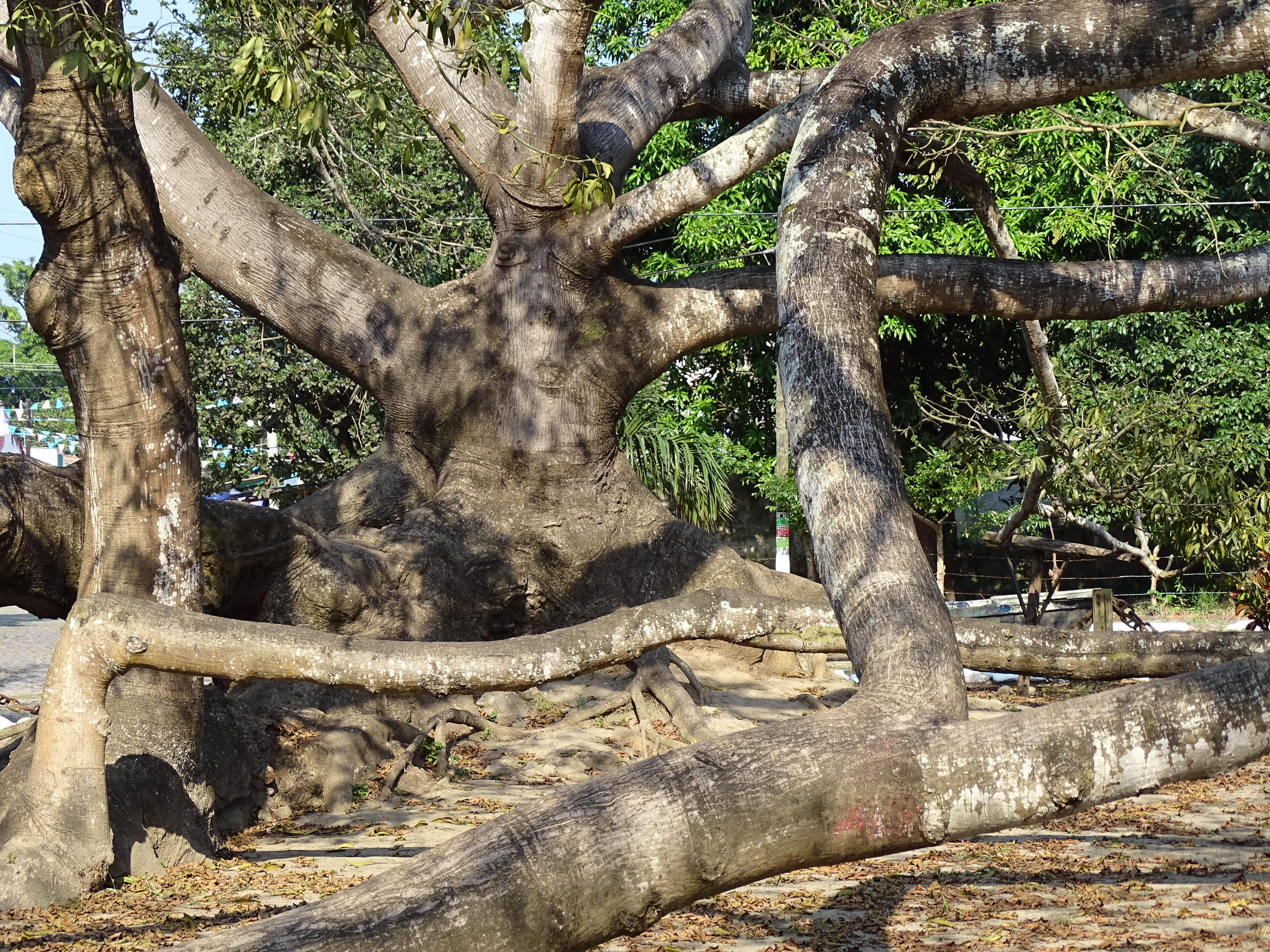 Image of ceiba