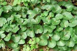 Image of European wild ginger