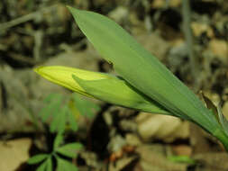 Image of largeflower bellwort