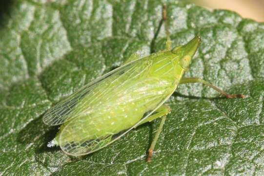 Dictyophara (Dictyophara) europaea (Linné 1767) resmi