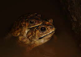 Image of Asian black-spined toad