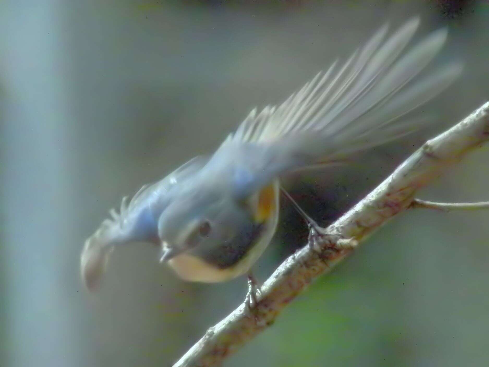 Image of Orange-flanked Bush-Robin