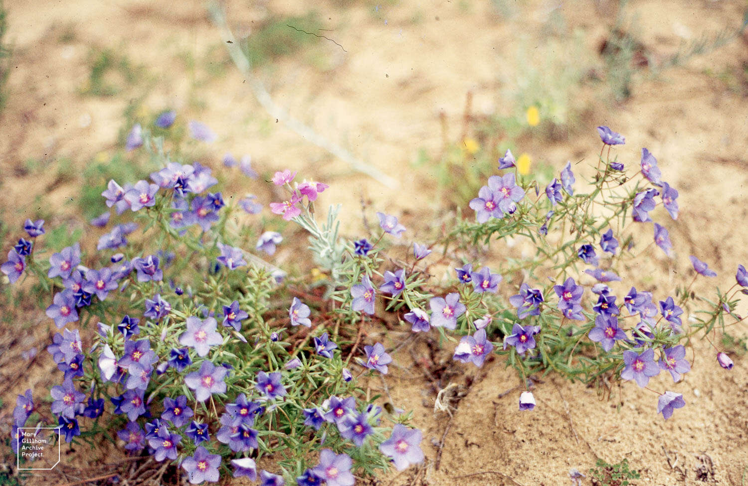 Image of Scarlet pimpernel