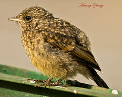 Image of Pied Bush Chat
