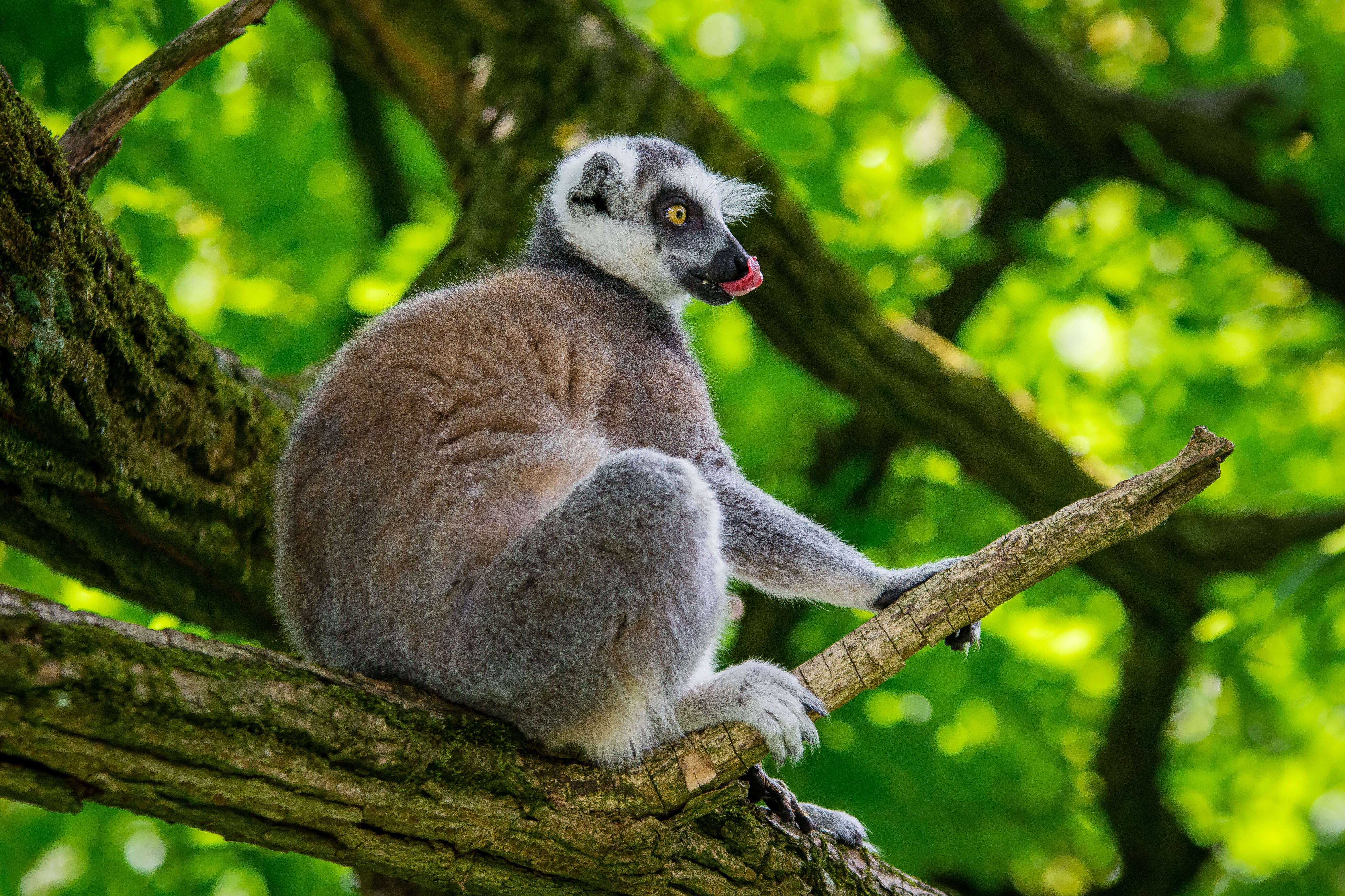 Image of Lemur Linnaeus 1758