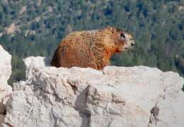 Image of Marmota subgen. Petromarmota Steppan et al. 1999