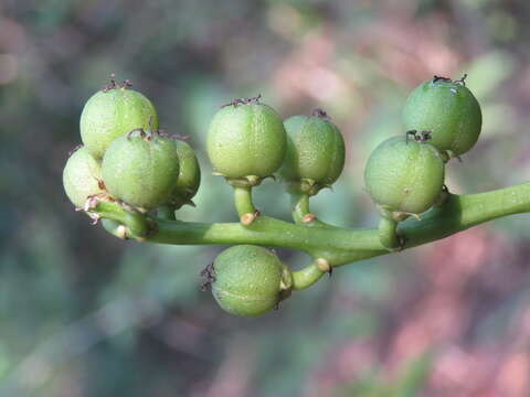 Croton persimilis Müll. Arg.的圖片