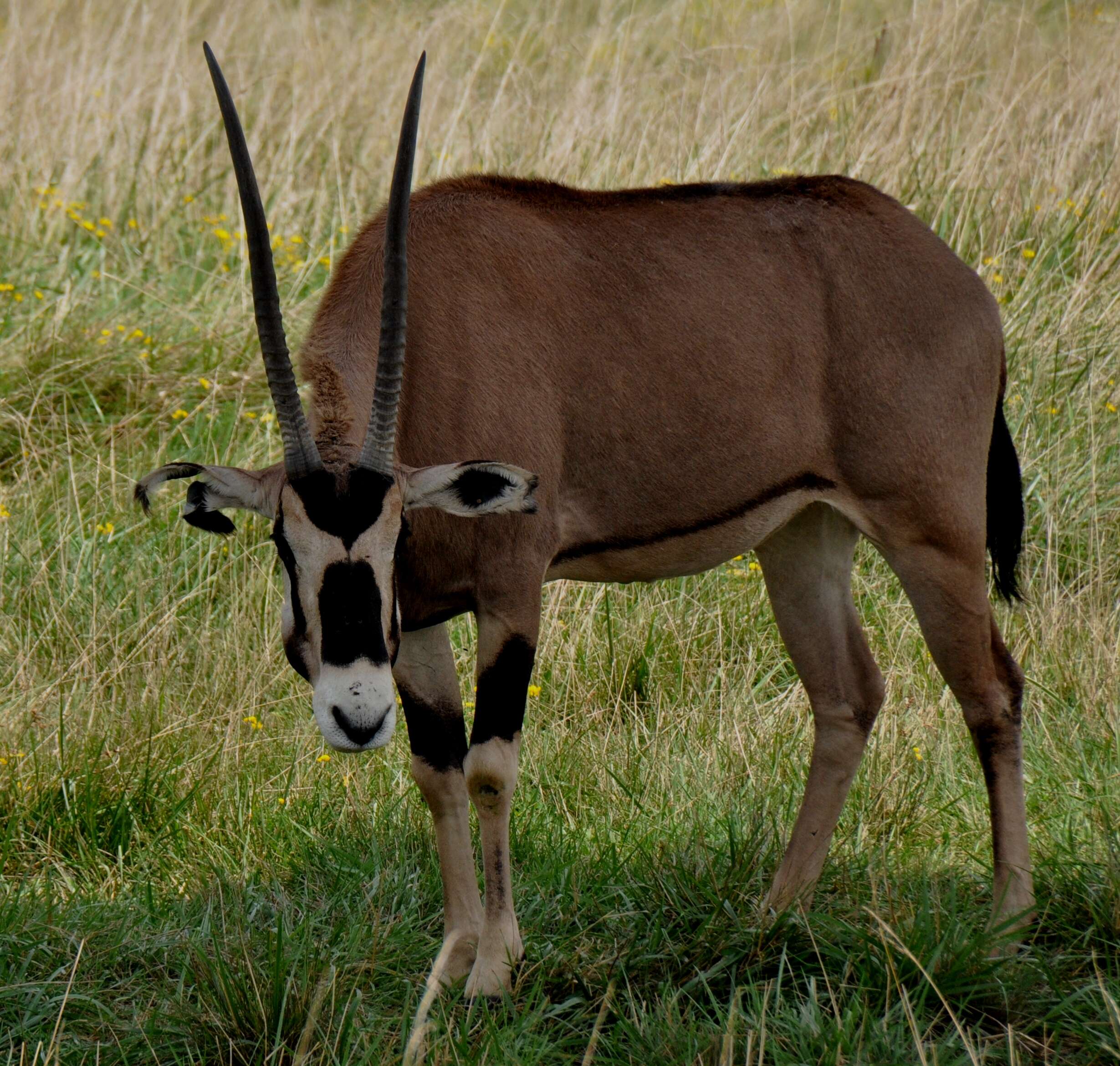 Image of Beisa Oryx