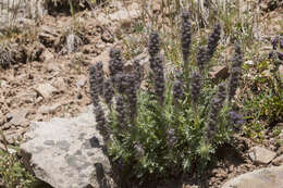 Image of silky phacelia