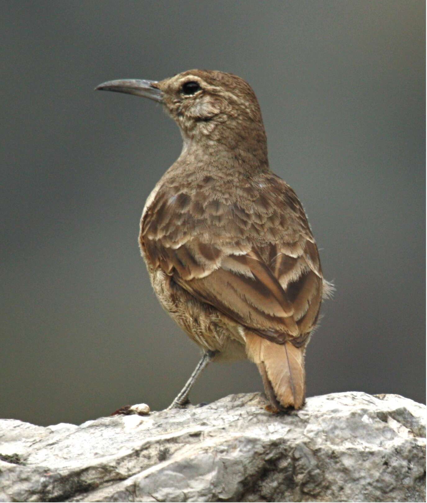 Image of Thick-billed Miner