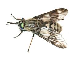 Image of Horse-fly