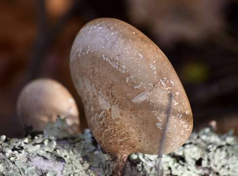 Image of birch polypore