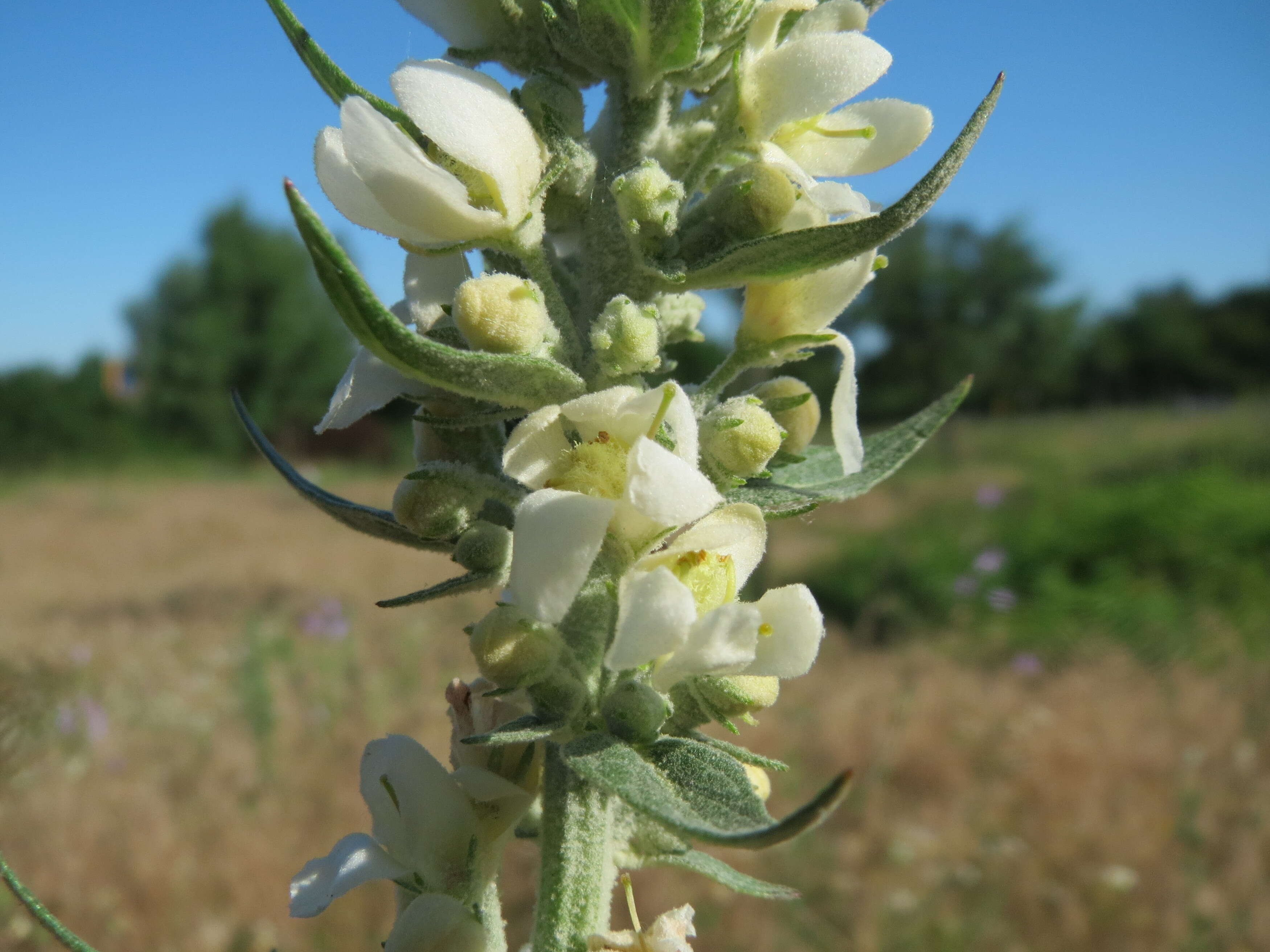 Image of white mullein