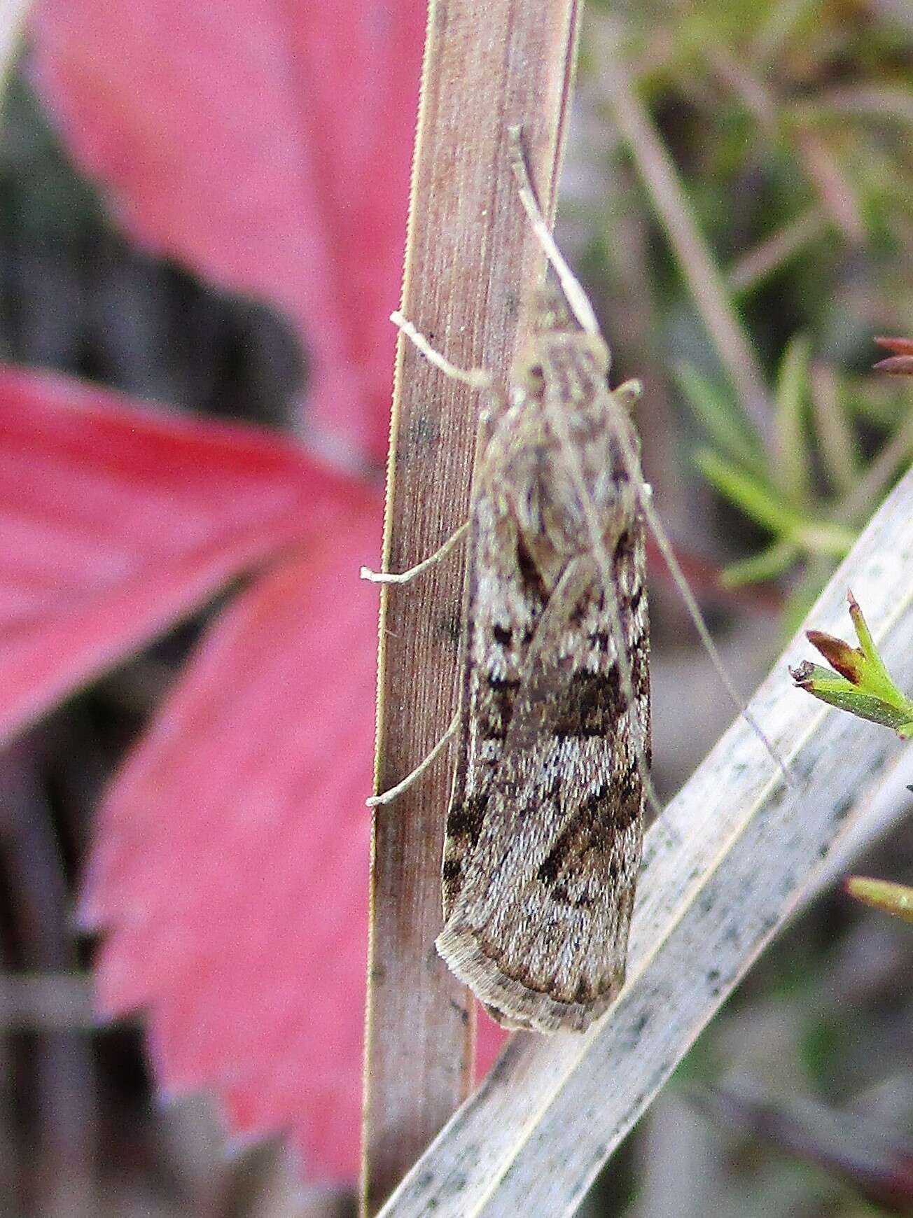 Image of Nomophila noctuella Schiffermüller