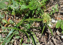 Слика од Cyperus eragrostis Lam.