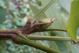 Image of shellbark hickory