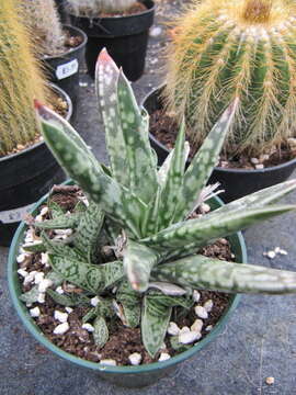 Image of Gasteria obliqua (Aiton) Duval