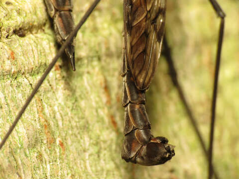 Image of Tipula (Nippotipula) metacomet Alexander 1965