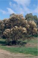 Image of Gooseberry Mallee