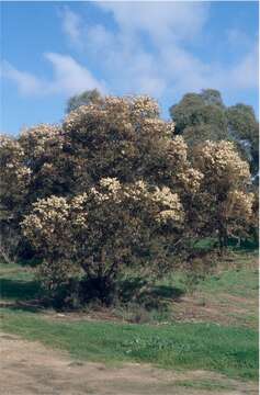 Image of Gooseberry Mallee