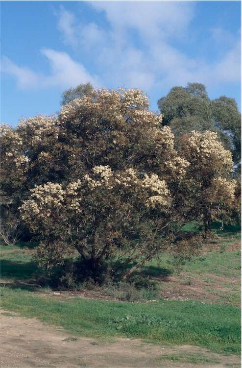 Image of Gooseberry Mallee