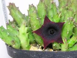 Image of Huernia