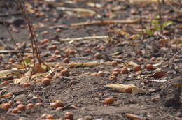 Image of Mobola plum