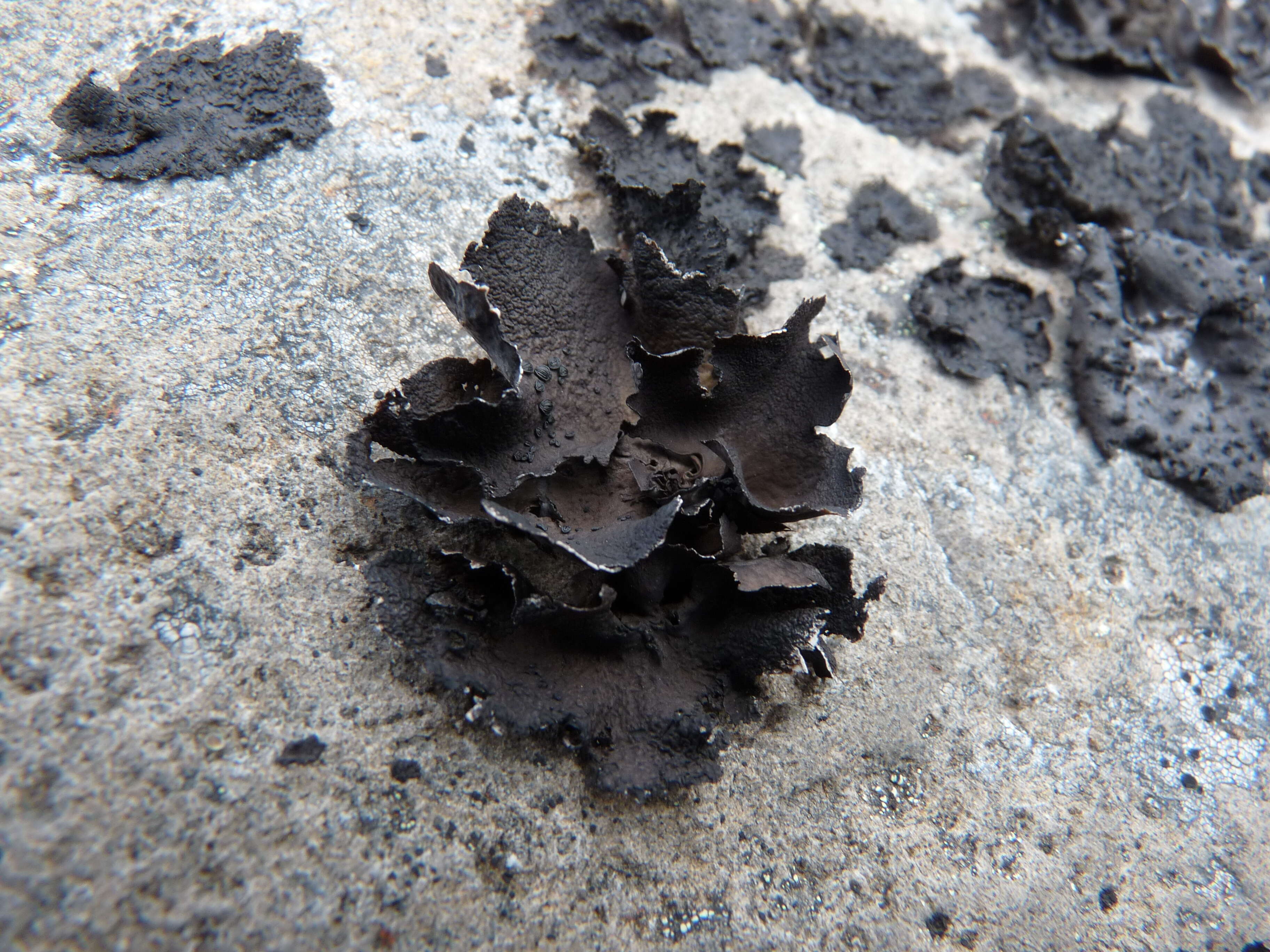 Image of navel lichen